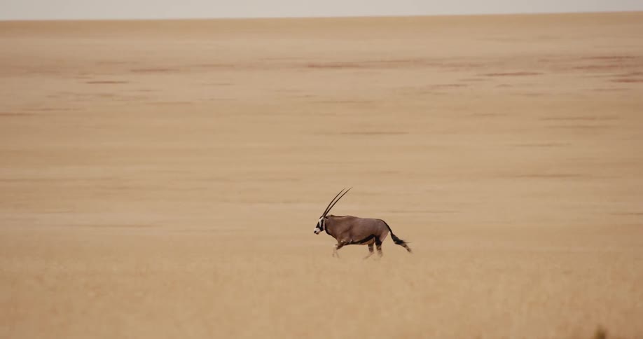 Antelope running on a field outdoors during day time
