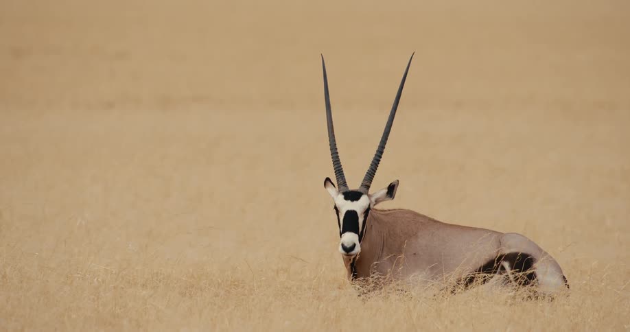 The animal is standing very still