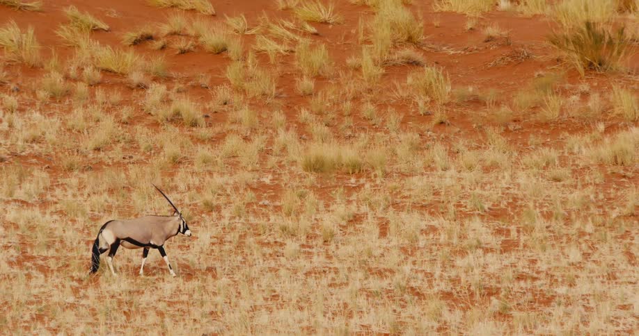 Antelope walking on a savanna outdoors during day time