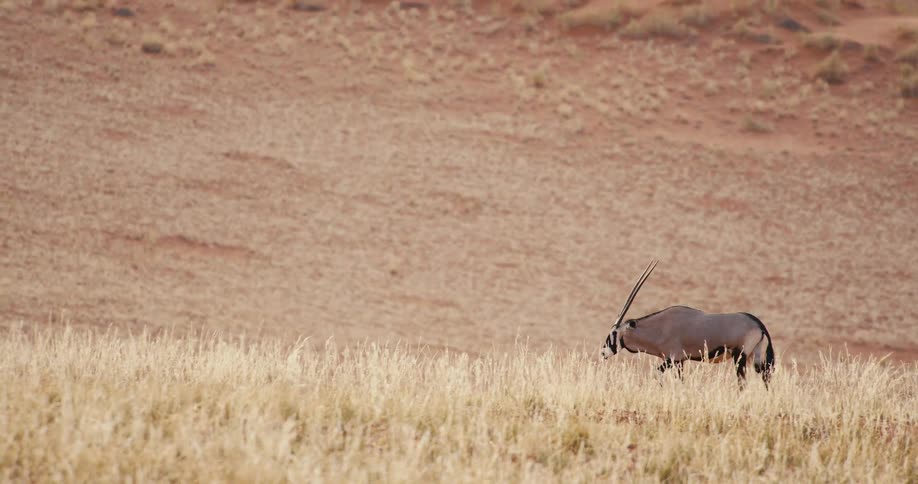 Gazelle walking through tall dry grass