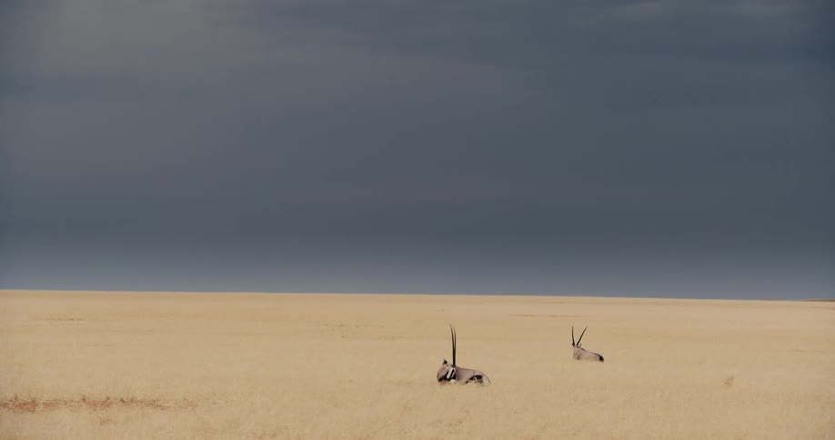 Gazelles grazing in a field of tall dry grass