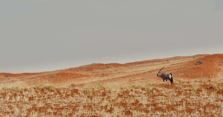 A view of a gazelle outdoors