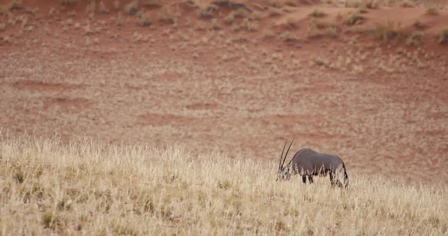 A gemsbok oryx walks slowly across a grassy slope in the desert with large red sand dunes visible in the background