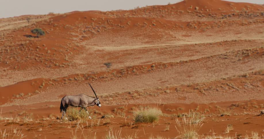 An antelope walks across a sandy ridge in a desert landscape moving from left to right past sparse vegetation while large red sand dunes rise in the background under bright daylight