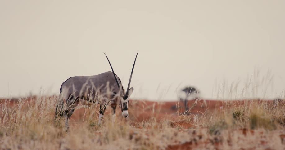 An antilope grazes on dry grass in a vast desert landscape before raising its head to look toward the camera against a soft hazy horizon with a distant tree
