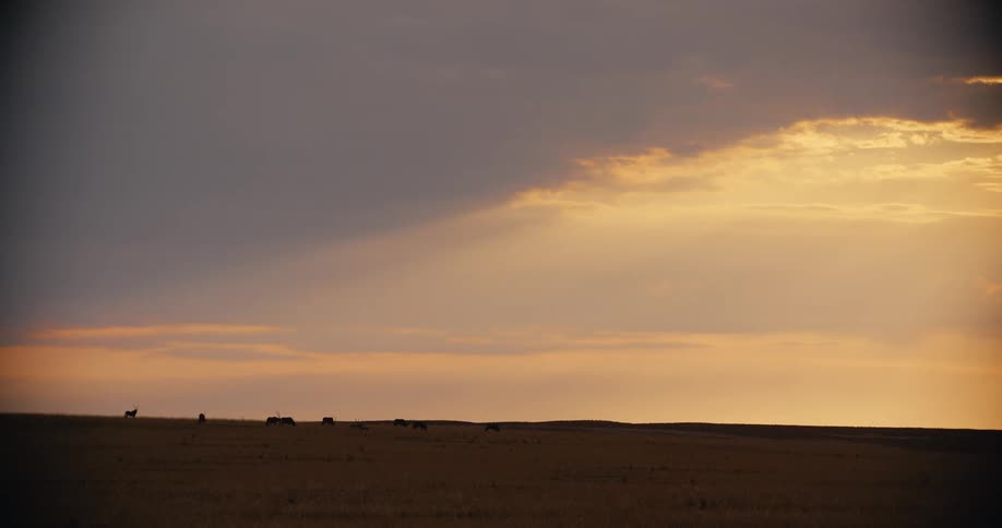 Wide view of a herd of wildlife silhouetted against a bright golden sunset while walking along a dark grassy ridge under dramatic clouds