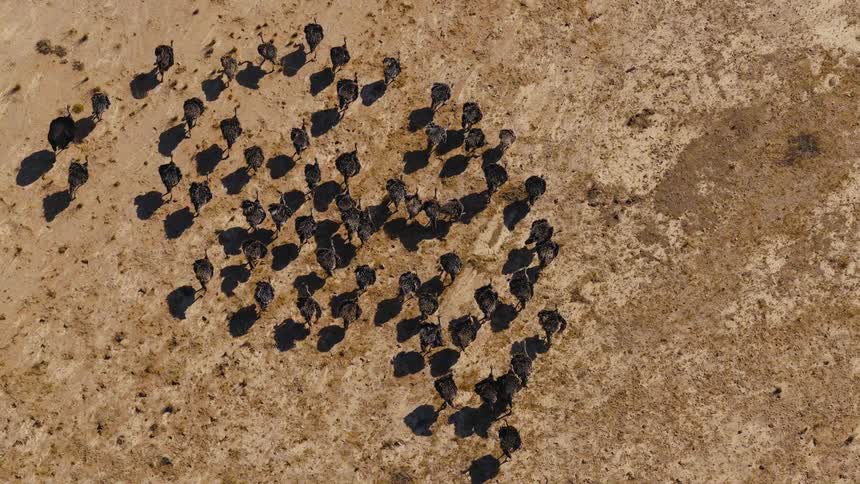 High angle aerial view looking straight down at a large herd of ostriches walking across dry arid ground while casting long dark shadows