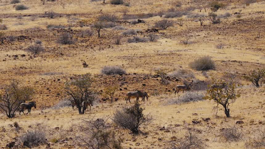 A wide view captures a group of zebras walking across a dry grassy plain with scattered bushes and small trees under a bright sky