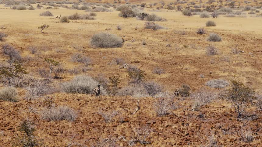 Zebras blend into dry vegetation in rocky savanna
