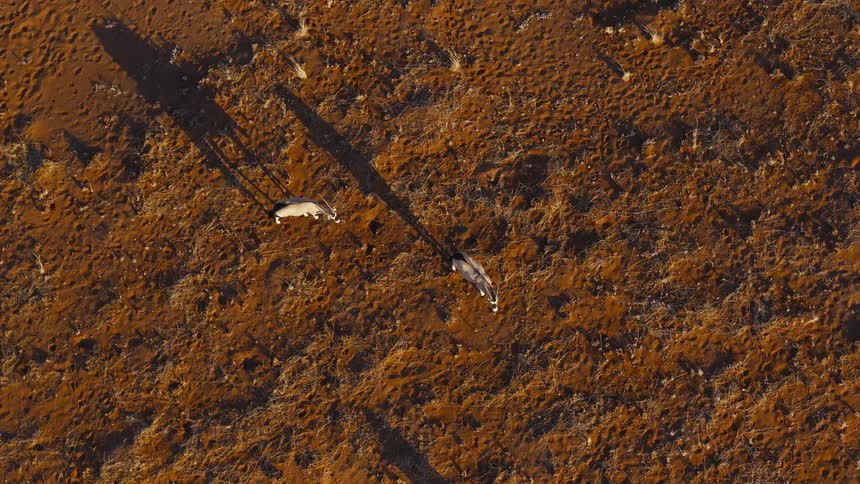 Antelopes walk across reddish ground with long shadows in arid landscape viewed from above