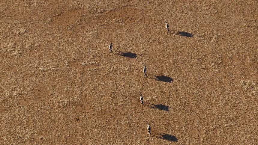 Aerial view of a group of oryx walking in a line across a dry desert landscape casting long shadows on the ground