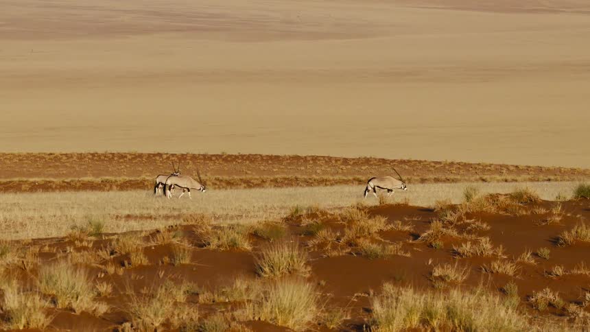 Three antelope walking on a savanna outdoors
