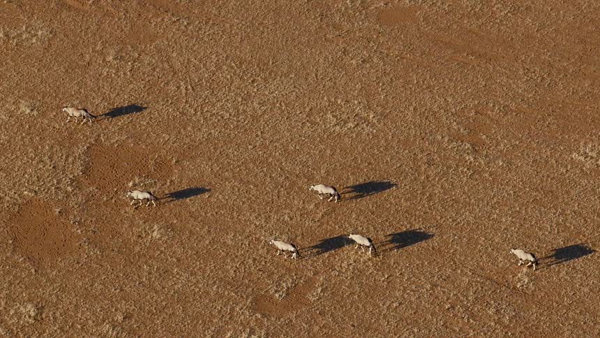 The herd of animals walk in the desert