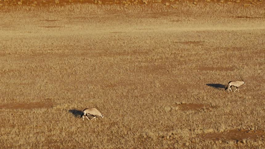 Two animals cross the field together