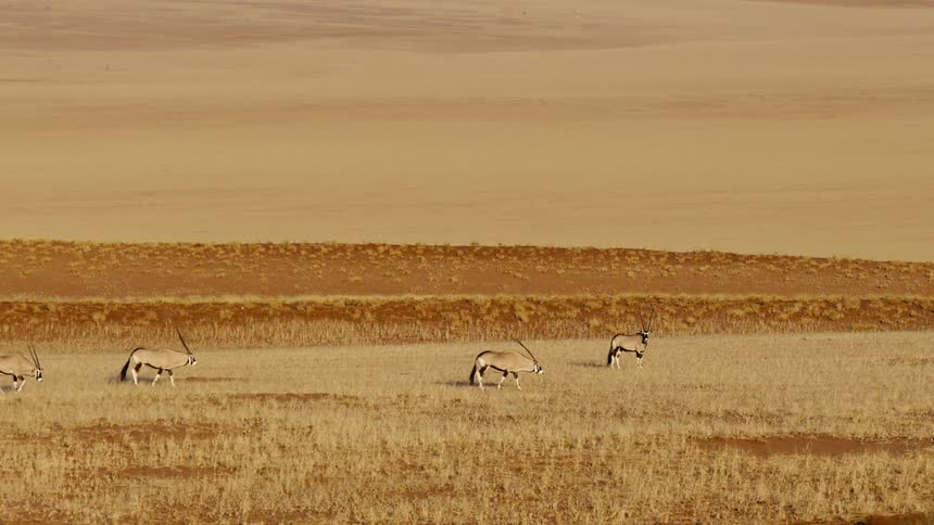 A small herd of antelopes walks steadily across a vast sundrenched field of dry golden grass set against the backdrop of massive smooth sand dunes in a wideangle view of a desert ecosystem