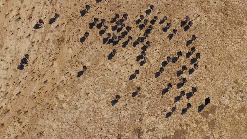 High angle aerial view looking straight down at a large herd of ostrich walking across dry arid ground while casting long dark shadows