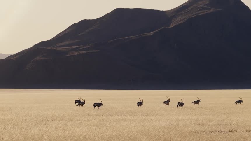 The long line of animals run through the grass by the mountain