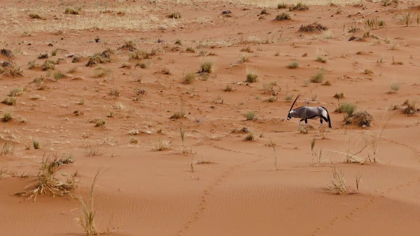 A gemsbok with long straight horns walks slowly across a vast orange sand dune dotted with small patches of dry desert grass and scattered shrubs under bright daylight