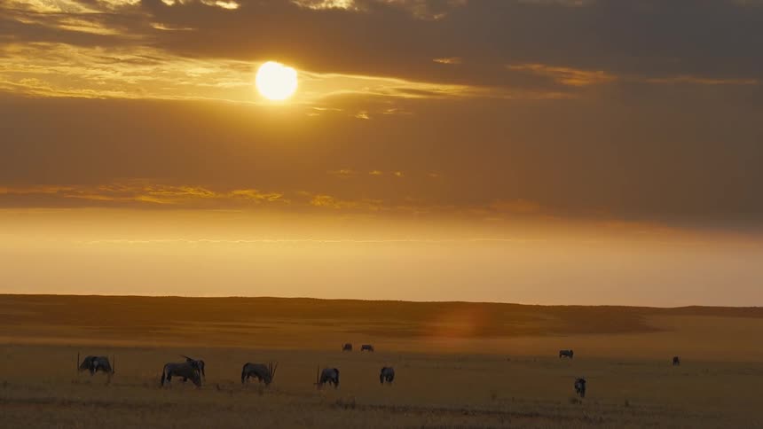 A wide view of a large herd of oryx grazing on a vast dry plain as a bright golden sun hangs low in a hazy orange sky