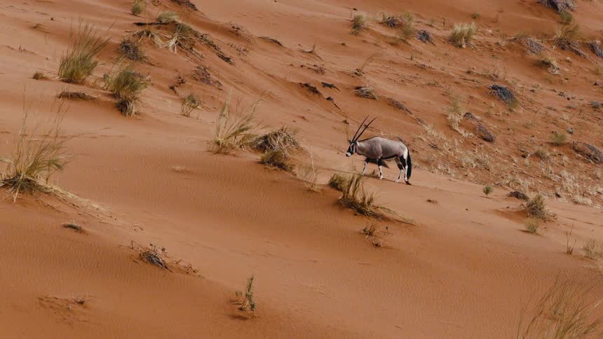 A gemsbok with long horns walks across a steep red sand dune dotted with sparse dry grass and small shrubs in an arid desert environment