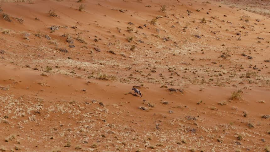 An aerial shot shows a gemsbok oryx with long horns walking across a vast orange sand dune covered in patches of dry grass and small rocks in a desert