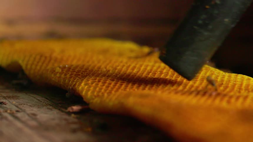 Vacuum being used to suck up bees on a honeycomb