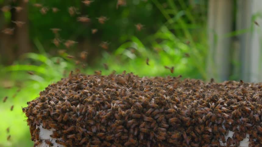 Bees flying around a beehive outdoors during daytime