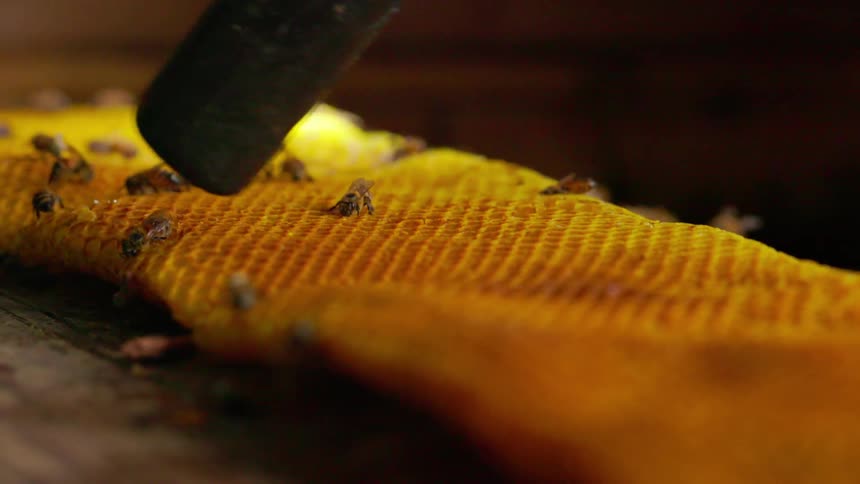 A farmer uses a vacuum to remove bees from a honeycomb at night