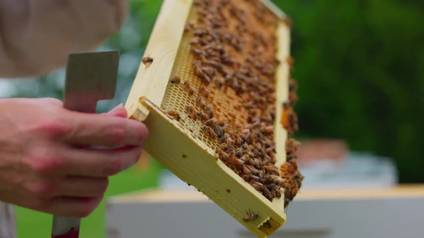 Beekeeper holding hive frame covered with bees in outdoor setting with greenery in the background