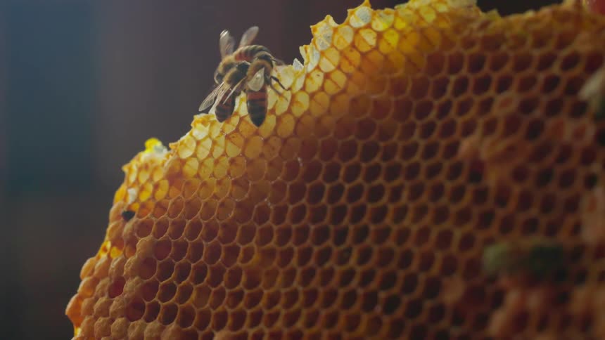 Close up of honey bees perching around a honeycomb