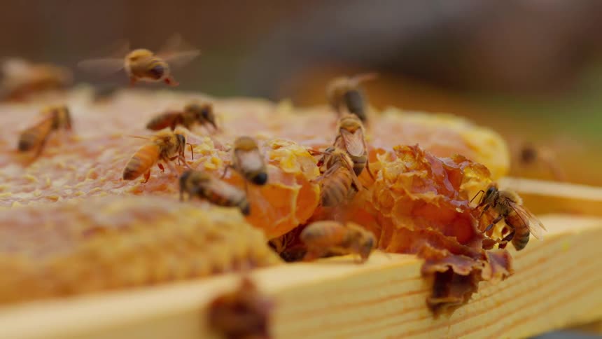 Bees climbing on a honeycomb and flying around their hive