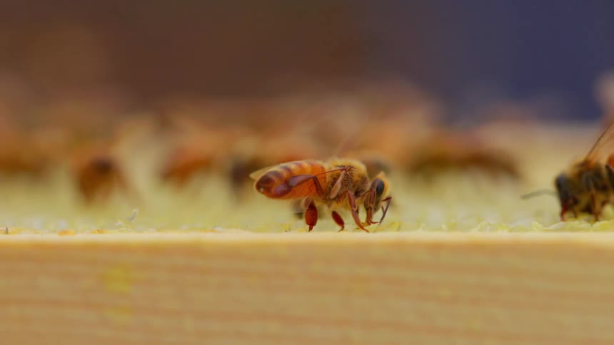 Honeybees interact on wooden surface