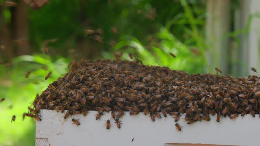 Beehive opens and bees crawl around and fly out