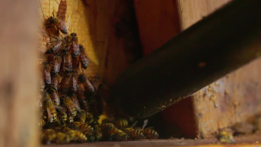 The bees are getting sucked up