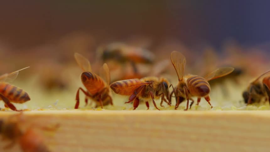 Honey bees crawl and interact on the edge of a wooden frame inside a hive while others fly in the blurred background