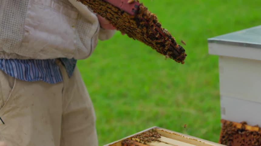A beekeeper wearing a protective jacket lifts a wooden frame covered in a dense swarm of honey bees from a white hive box in a grassy field to inspect the colony