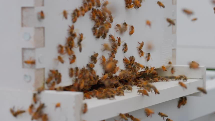 Group of bees in a white wooden beehive