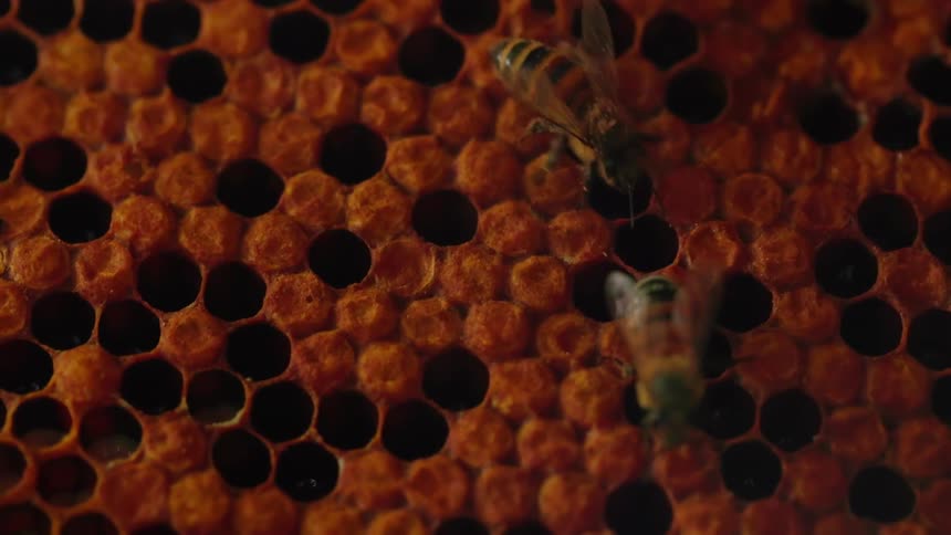 Two bees walking in a beehive