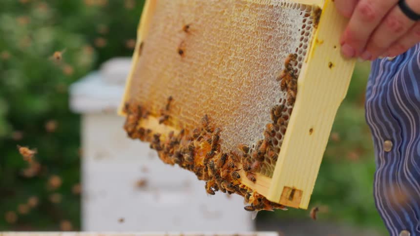 Some bees flying around a hive