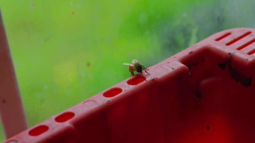 Bee moving on the edge of a plastic container and flies away