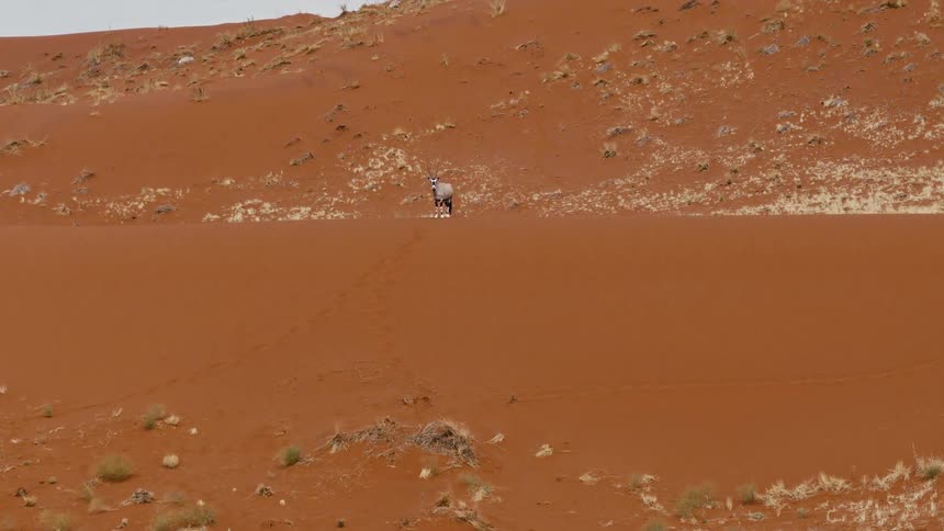 A gemsbok oryx walks across a massive red sand dune in the desert appearing as a small figure against the vast arid landscape dotted with sparse patches of dry grass and desert shrubs