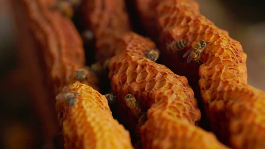 Honeycomb cells with bees spread across the hexagonal surface