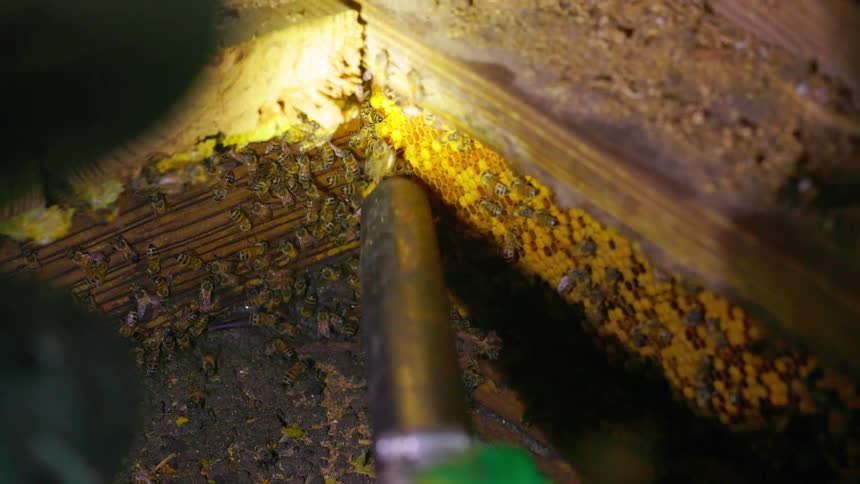 Beekeeper with a tool interacting with bees