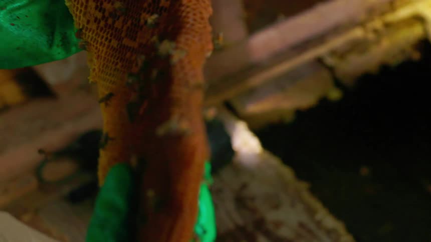 Beekeeper wearing gloves and a veil picking up and inspecting a honeycomb covered in bees indoors during day time