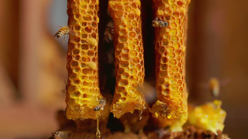 Honey bees crawl over vertical sections of golden honeycomb while fresh honey drips from the bottom edges of the hexagonal wax cells inside a wooden hive structure