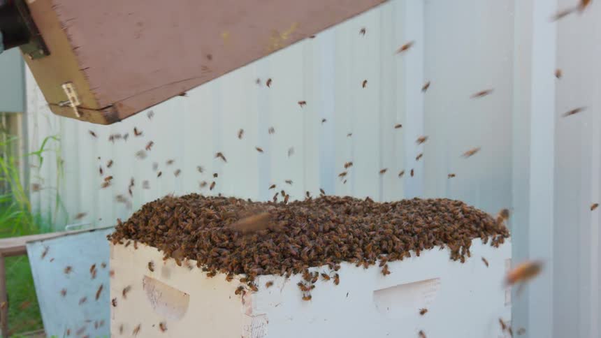 A beekeeper wearing protective gloves lifts a wooden transport box and shakes a large cluster of honey bees onto the top frames of a white hive body while many bees fly through the air in a backyard setting