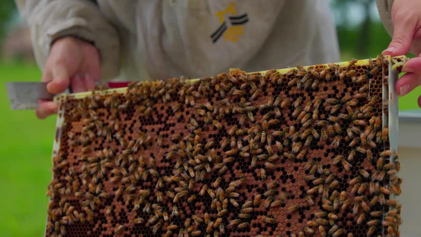 A beekeeper wearing protective gear lifts a frame covered in honey bees from a hive for inspection outdoors on a bright day