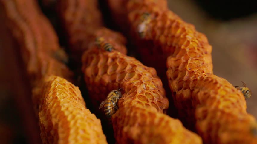 Several bees around a honeycomb