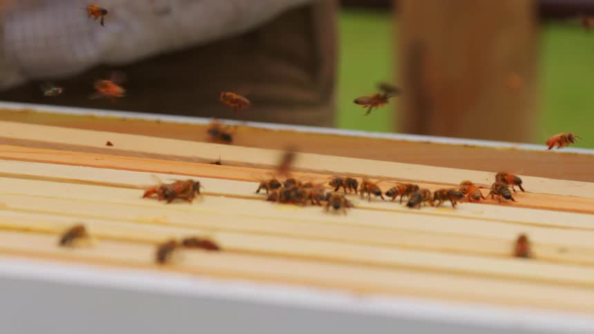 A farmer places an artificial hive into a bee nest at midday with clusters of bees moving across the wooden surface as sunlight highlights their activity