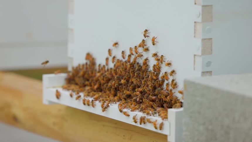 Some bees heading back to their hive